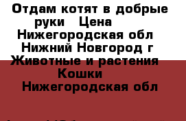 Отдам котят в добрые руки › Цена ­ 10 - Нижегородская обл., Нижний Новгород г. Животные и растения » Кошки   . Нижегородская обл.